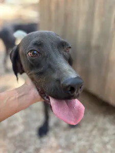 Adopt Kimon