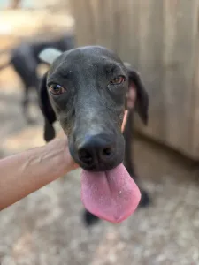 Adopt Kimon