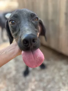 Adopt Kimon