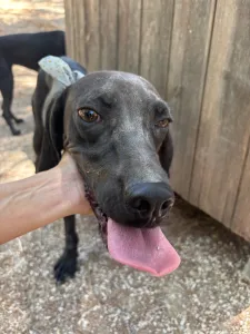 Adopt Kimon