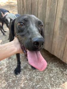 Adopt Kimon