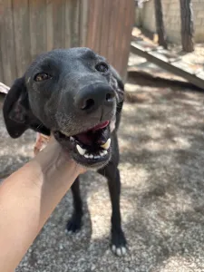 Hund Vafla adoptieren