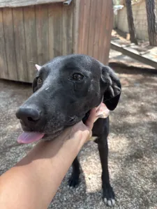 Hund Vafla adoptieren