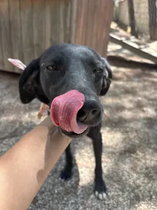 Hund Vafla adoptieren