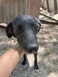 Hund Vafla adoptieren