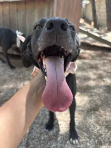 Hund Vafla adoptieren