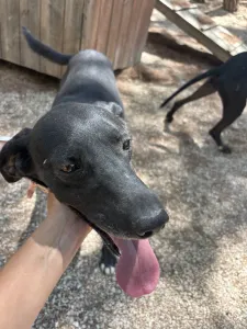 Hund Vafla adoptieren