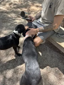 Hund Vafla adoptieren