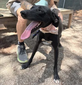 Hund Vafla adoptieren
