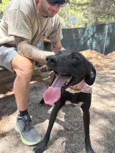 Adoption profile for Vafla