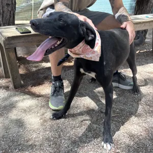 Hund Vafla adoptieren