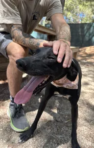 Hund Vafla adoptieren