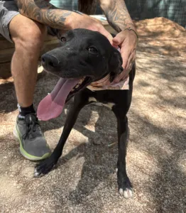 Hund Vafla adoptieren