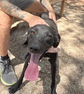 Hund Vafla adoptieren