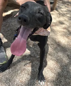 Hund Vafla adoptieren