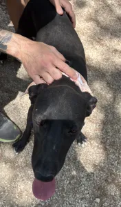Hund Vafla adoptieren