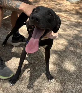 Hund Vafla adoptieren