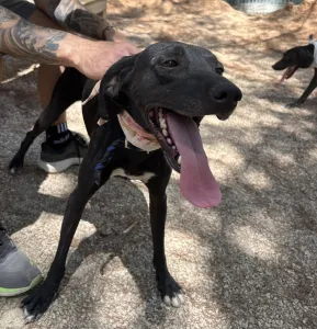 Hund Vafla adoptieren