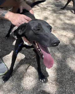 Hund Vafla adoptieren