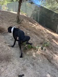 Adopt Kimon