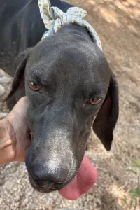 Adopt Kimon