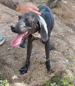 Adopt Kimon