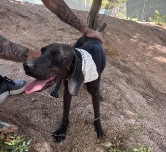 Adopt Kimon
