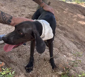 Adopt Kimon