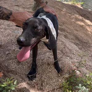 Adopt Kimon