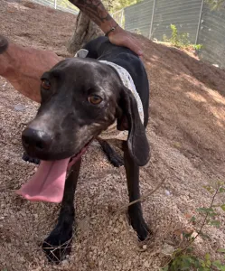 Adopt Kimon