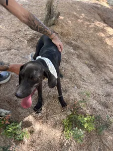 Adopt Kimon