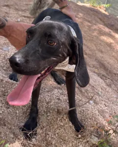 Adopt Kimon