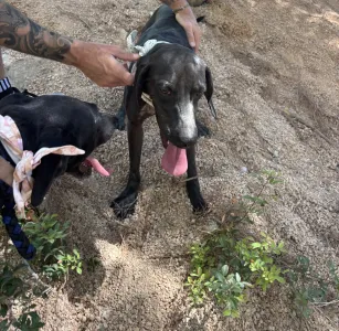 Hund Vafla adoptieren