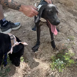 Adopt Kimon