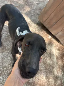 Adopt Kimon