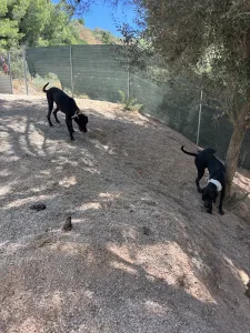 Hund Vafla adoptieren