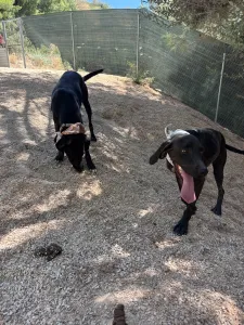 Adopt Kimon