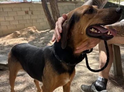 Adoptie hond Troufa