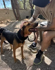 Adoptie hond Troufa