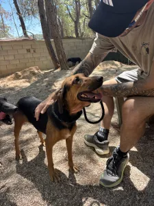 Adoptie hond Troufa