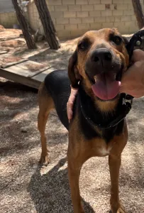 Adoptie hond Troufa