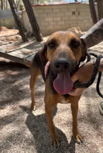Adoptie hond Troufa