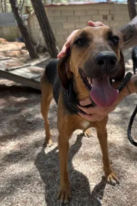 Adoptie hond Troufa