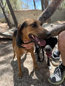 Adoptie hond Troufa