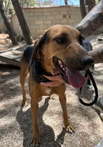 Adoptie hond Troufa