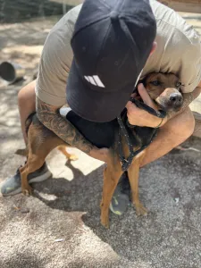 Adoptie hond Troufa