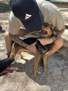 Adoptie hond Troufa