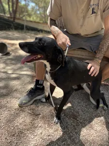 Adopt Eni