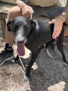 Adopt Eni