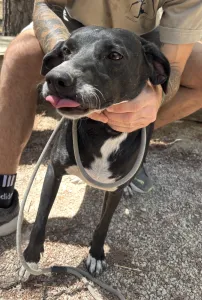Adopt Eni